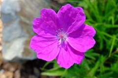 DSCF7730_Web