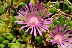 DSCF7766_Web