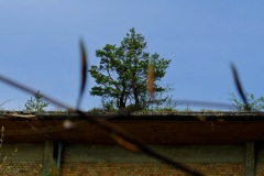 DSCF8582_001