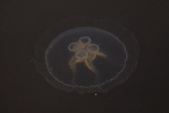 2025-08-14_10-35-11