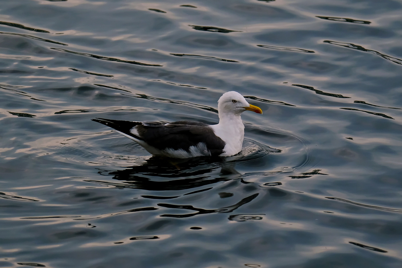 Tierwelt